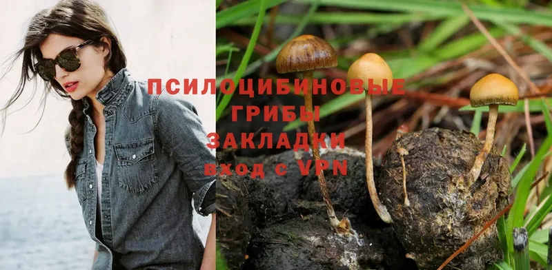 ссылка на мегу ссылки  Петровск  Галлюциногенные грибы Psilocybe 